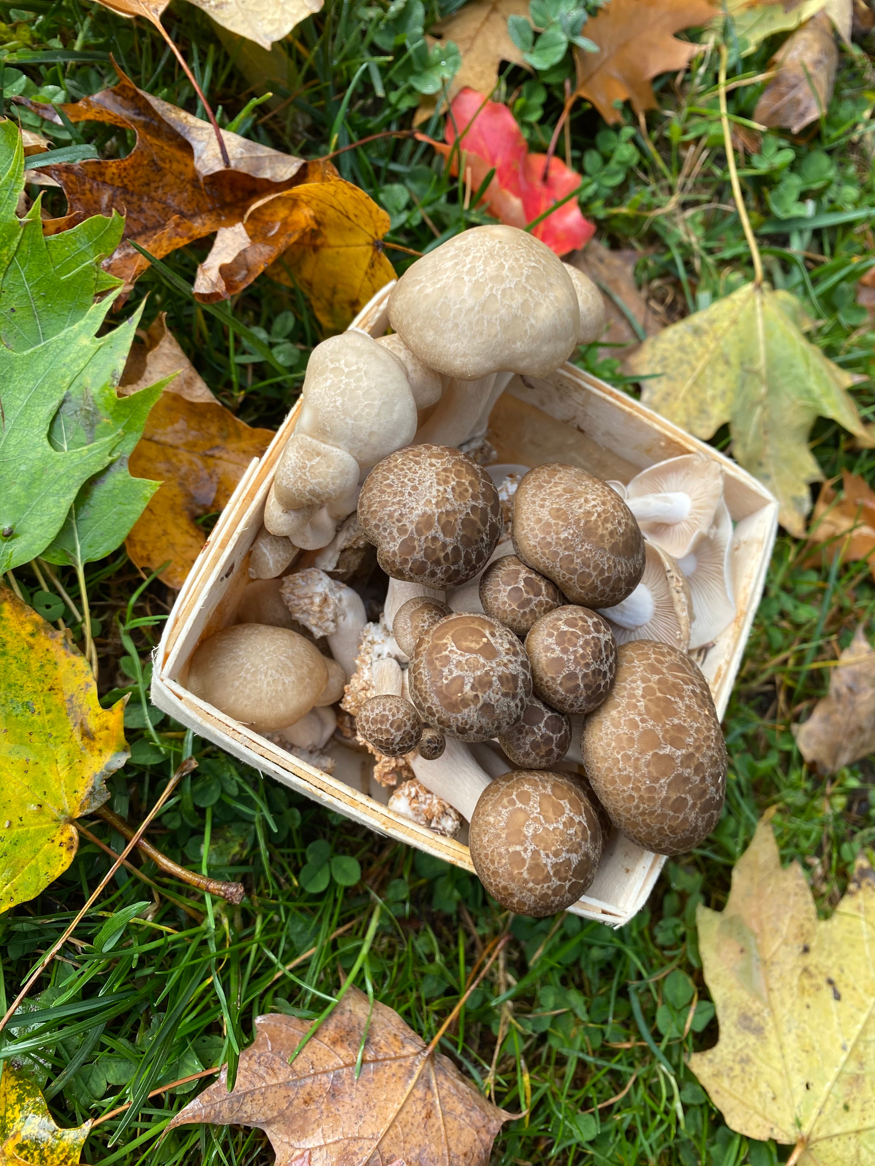 Beech mushroom, brown- Hypsizygus tessellatus - Spawn for cultivation on  straw for organic growing 