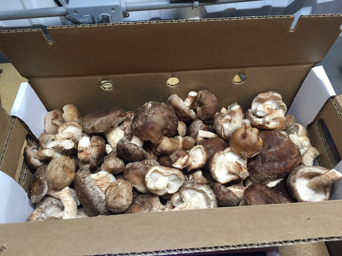 Fresh Organic Shiitake New York Mushroom Company